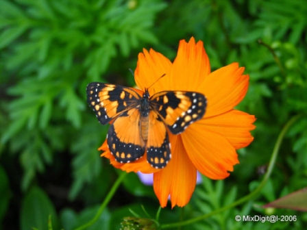 Mariposa posada 