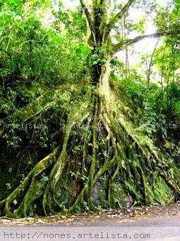 Parque Henry Pittier-Raices incrustadas en piedra