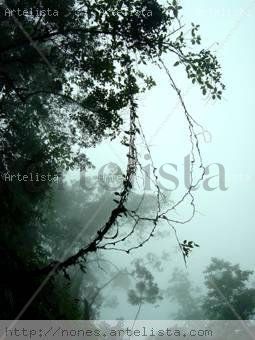 Selva Nublada