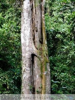 Arboles parásitos