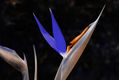 fantasia en flor