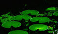Volando en verde