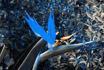 Fantasia en azul