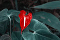 Rojo y verde en flor