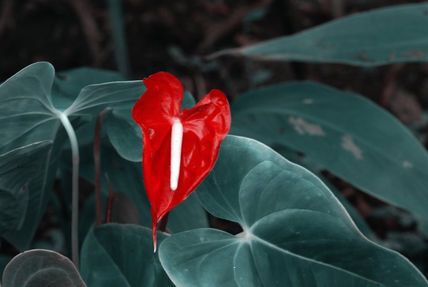 Rojo y verde en flor
