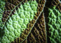 Textura de Linda hoja