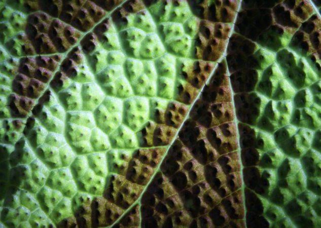 Textura de Linda hoja 