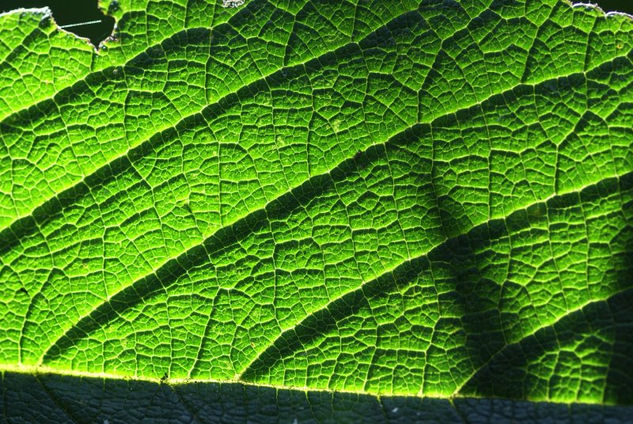 Textura de verde hoja 