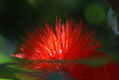 Esponja en rojo