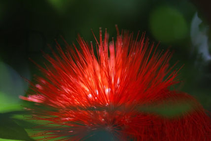 Esponja en rojo