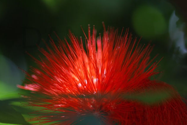 Esponja en rojo 