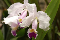 Orquidea en Blanco