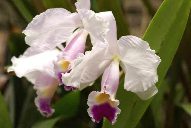 Orquidea en Blanco 