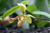 Orquidea espléndida