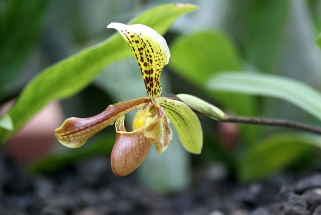 Orquidea espléndida 