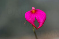 Orquidea en magenta