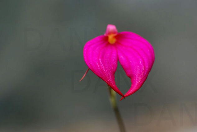 Orquidea en magenta 