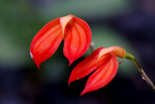 Orquidea encendida 