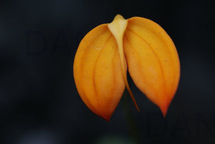 Orquidea al amarillo