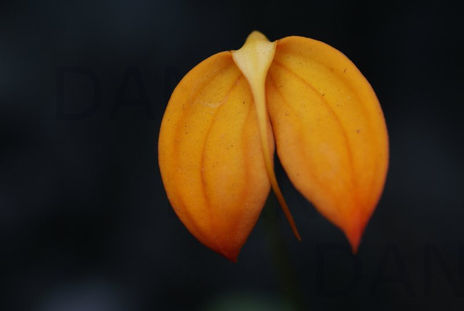 Orquidea al amarillo