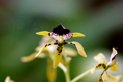 Orquidea al vuelo