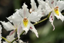 Orquidea de Bogotá