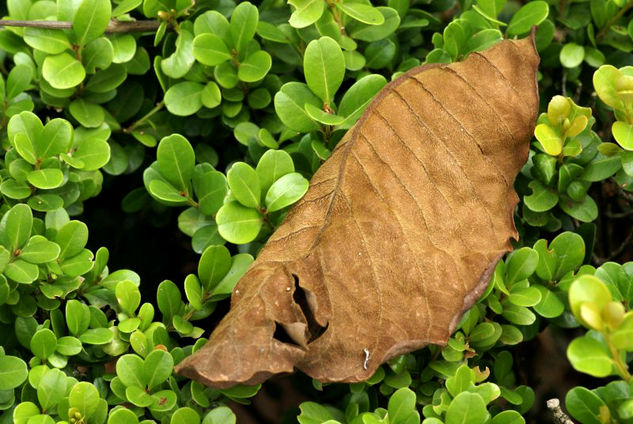 Fin de una linda hoja 