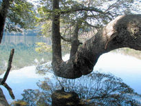 Caricia de arbol