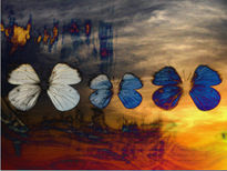 Mariposas