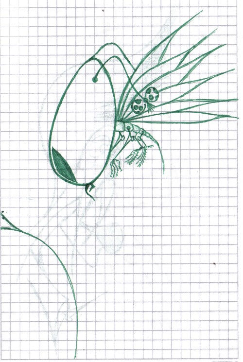 Mosquito