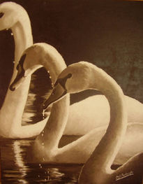 Cisnes