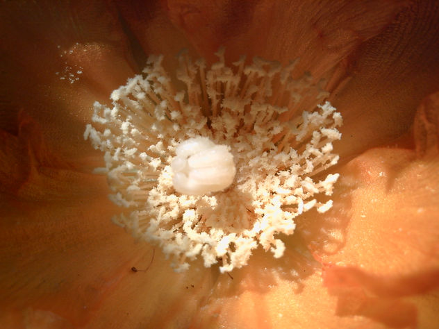 de la serie "Flores Silvestres"