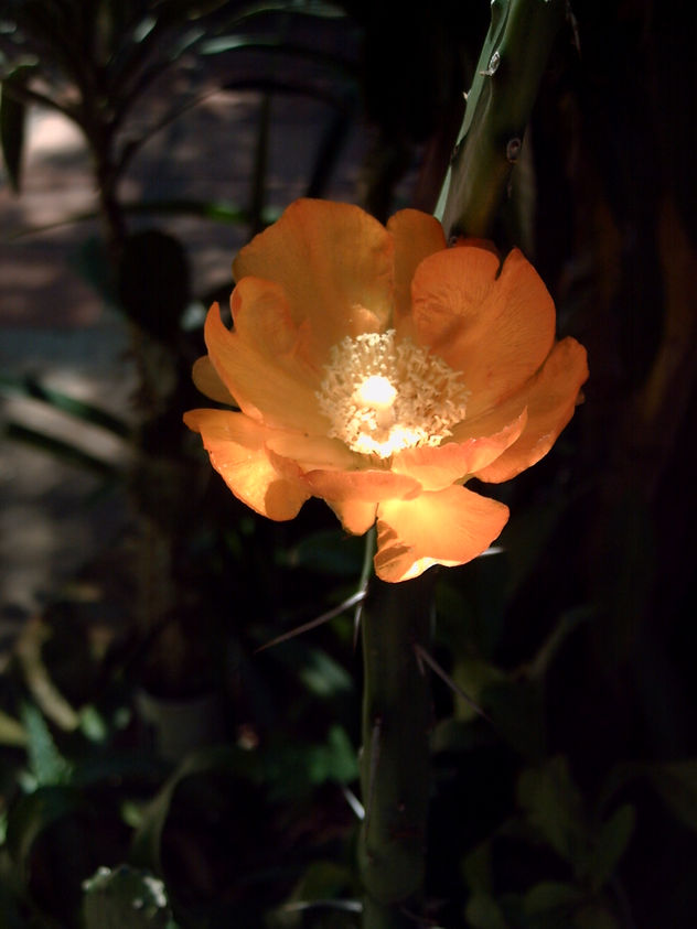 de la serie "Flores Silvestres"