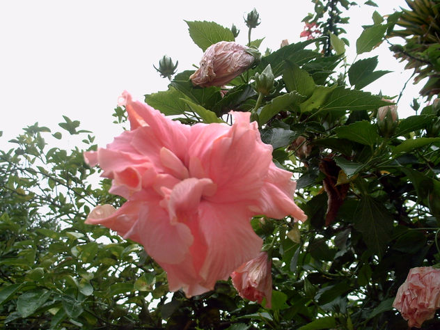 de la serie "Flores Silvestres"