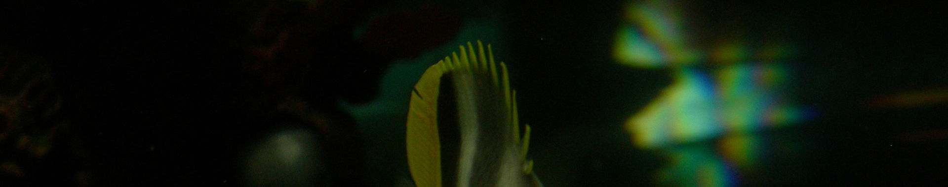 Imagen de portada