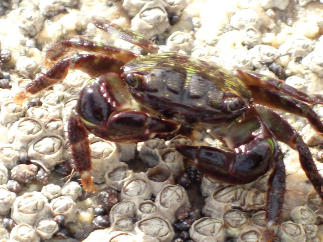 caranguejo