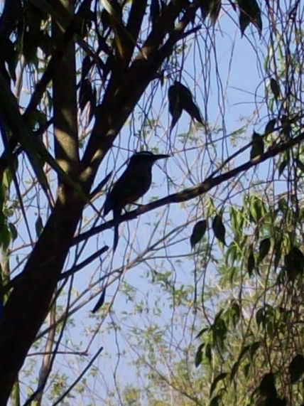 Torobos