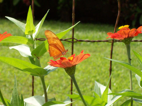 Naranja