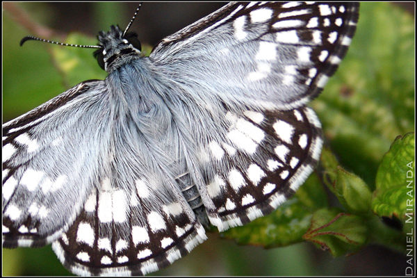 Mariposa 