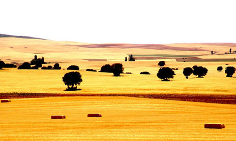 Campos de Castilla