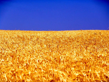 Mar de trigo dorado