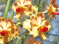 Orquideas