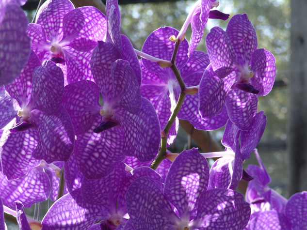 Orquideas de Thailandia 