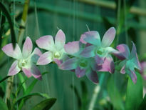 Orquideas volantes