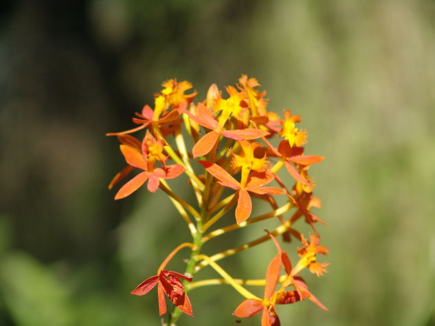 Orquideas 