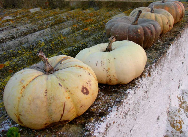 Calabazas Still lifes Color (Digital)