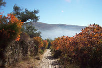 Bosques de Hervás