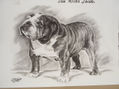 bull dog