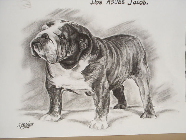 bull dog