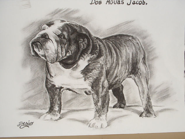 bull dog 